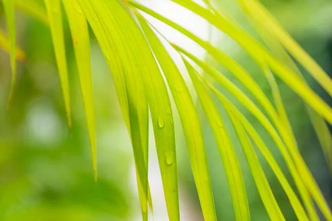 Green palm leaf background Foto stock