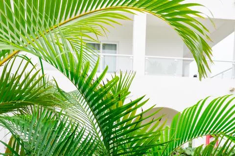 Green palm leaf background 스톡 사진
