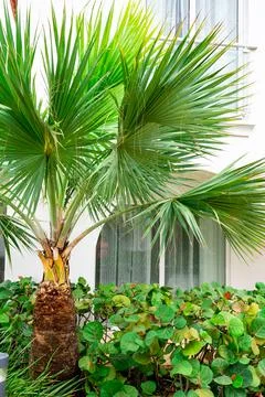 Green palm leaf background Stock Photos