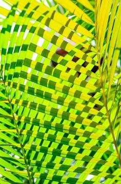 Green palm leaf background Stock Photos