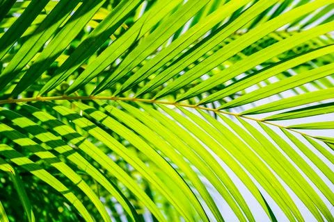 Green palm leaf background 写真素材