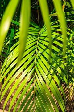 Green palm leaf background Фото