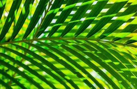 Green palm leaf background 스톡 사진