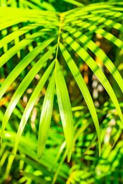 Green palm leaf background Foto stock