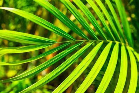 Green palm leaf background Stock Photos
