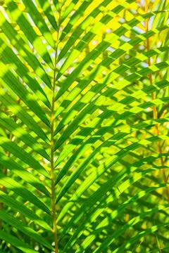 Green palm leaf background Stockfoto's