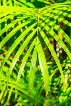 Green palm leaf background Stock Photos