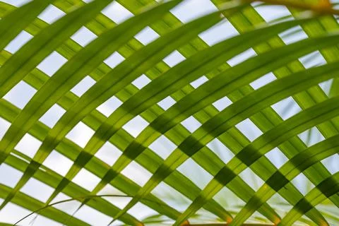 Green palm leaf background Fotos Stock