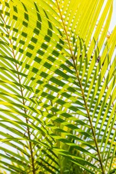 Green palm leaf background Foto stock