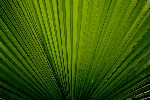 The green palm leaf background Stock Photos