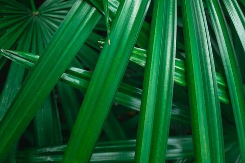 Green palm leaf background Stock Photos
