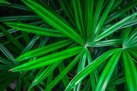 Green palm leaf background Stock Photos