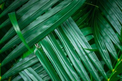 Green palm leaf background Stock Photos