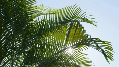 Green palm leaf with blowing wind on sky and sunlight and sunbeam Stock Footage 175336020