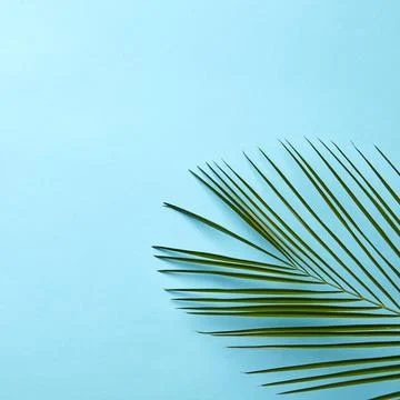 Green palm leaf on a blue background with copy space. Natural layout. Flat la Stock Photos