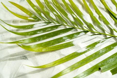 Green palm leaf casting a striped shadow on fine white sand, creating a tro.. Stock Photos