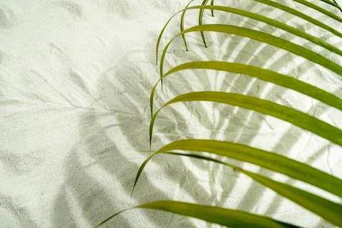 Green palm leaf casting a striped shadow on fine white sand, creating a tro.. Foto stock