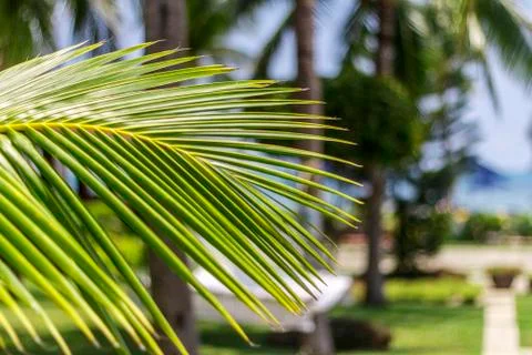 Green palm leaf close-up on blurred background Stock Photos