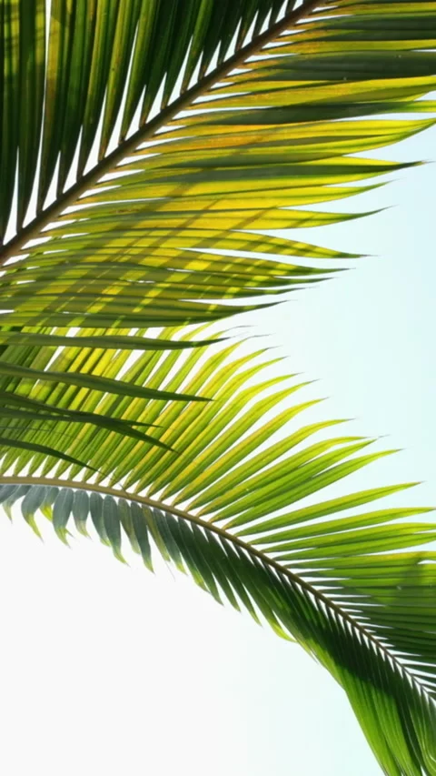 Green palm leaf, close up. Foliage, macro shot, camera moving from left to right Stock Footage 277526108