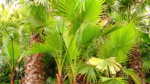 Green palm leaf, close up. Foliage palm tree leaves in garden park Stock Footage 310859339