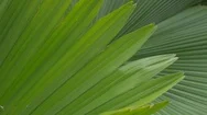 Green Palm Leaf Close Up Nature, Tropical Abstract Background Stock Footage