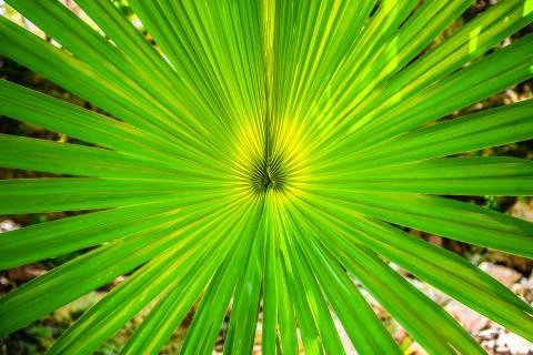 Green palm leaf close-up Stock Photos