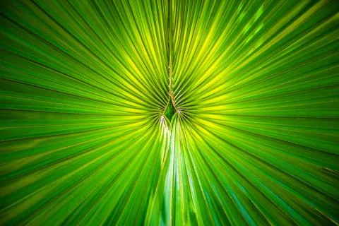 Green palm leaf close-up Stock Photos
