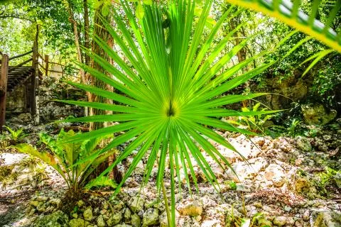 Green palm leaf close-up Stock-Fotos