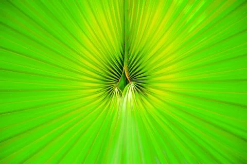 Green palm leaf close-up Stock-Fotos