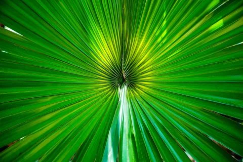 Green palm leaf close-up Stock Photos