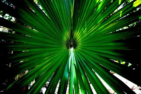 Green palm leaf close-up Stock Photos