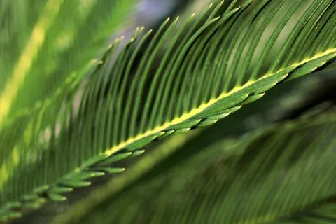 Green palm leaf close up Stock Photos