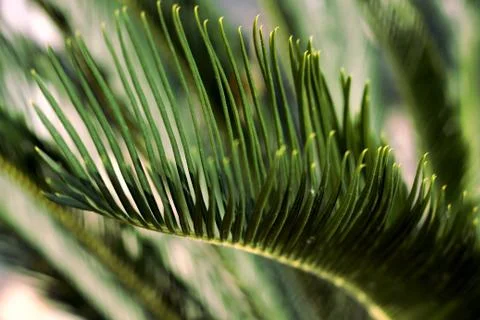 Green palm leaf close up Stock Photos