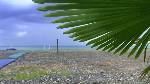 Green palm leaf close up. View of seashore, sea, pebble beach Video stock 262647939