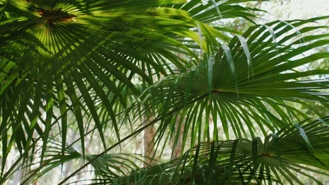 Green Palm Leaf Closeup Stock Footage 152680982