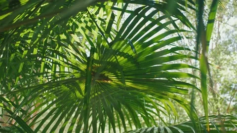 Green Palm Leaf Closeup Stock Footage 152680983