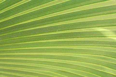 Green palm leaf closeup Stock Photos