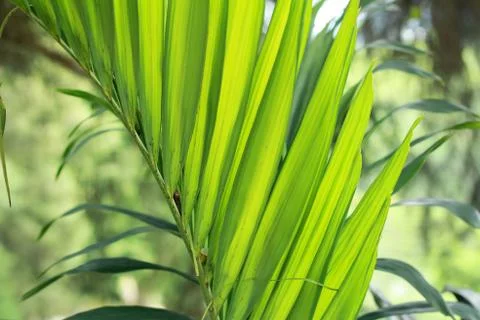 Green palm leaf closeup Stock Photos