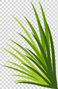 Green palm leaf cluster is radiating layered fronds on transparent background in Stock Illustration