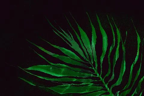 Green palm leaf on contrasting darks black background. Tropical leaves Stock Illustration