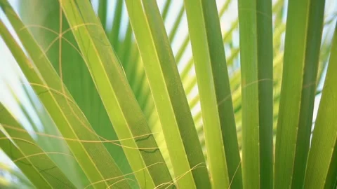 Green palm leaf with detail pattern swaying by breeze in summertime Video stock 149965355