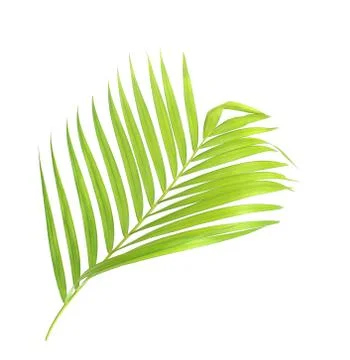 Green palm leaf isolate on white background Stock Photos