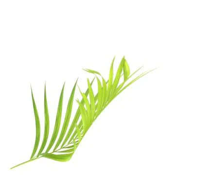 Green palm leaf isolate on white background Stock Photos