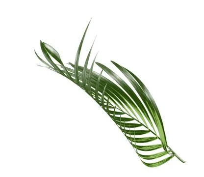 Green palm leaf isolate on white background Stock Photos