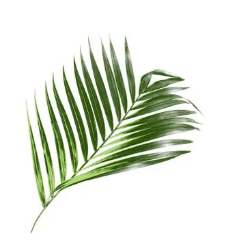 Green palm leaf isolate on white background Stock Photos