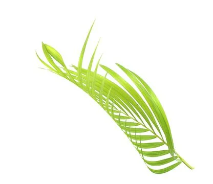 Green palm leaf isolate on white background Stock Photos
