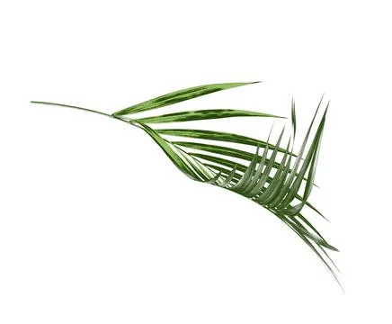 Green palm leaf isolate on white background Stock Photos