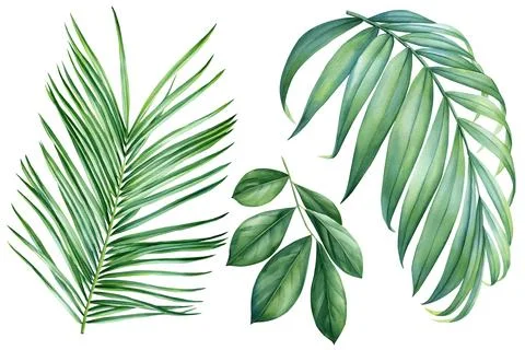 Green palm leaf on isolated background, watercolor summer flora design Stock Illustration