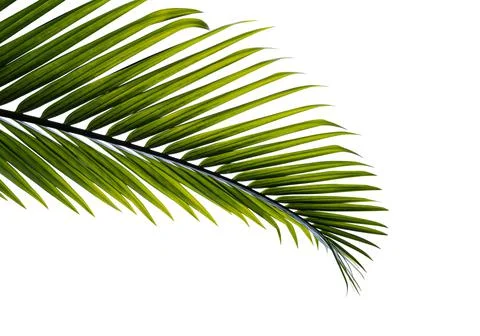 Green palm leaf isolated Stock Photos