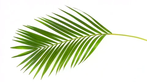Green palm leaf isolated on white background Stock Footage 136570876